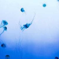 Mercy Information Systems logo