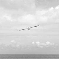 Opanther Media Production & Design logo